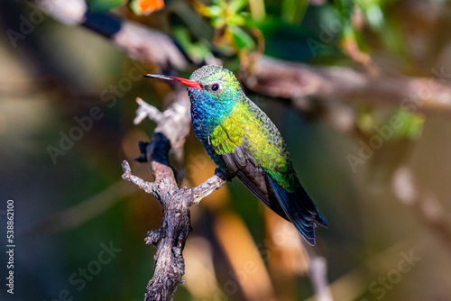 A Broad Billed Hummingbird in Madera Canyon, Arizona © CheriAlguire