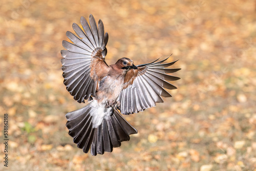 Wild bird jay flies with open wings