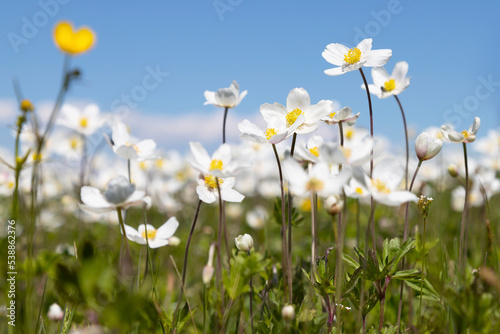 Blooming anemone field, Tunkin valley, Buryatia, Russia