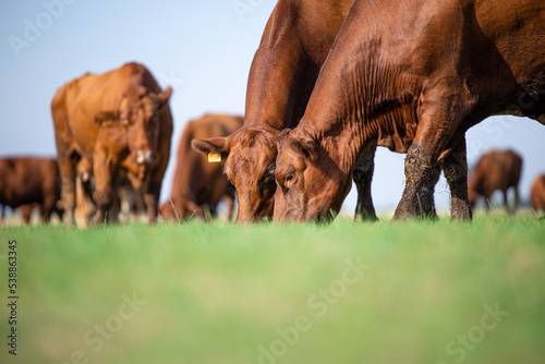 Group of cows outdoors in the field eating grass.