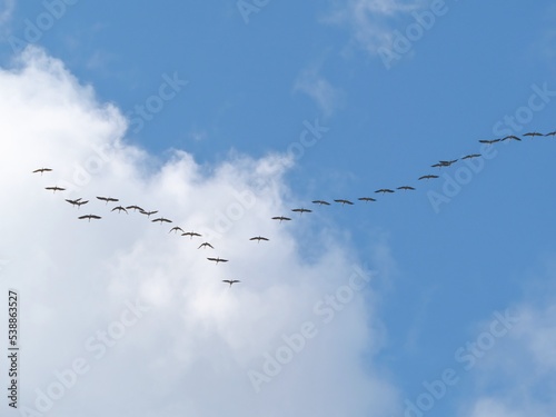A wedge of flying cranes, in the sky. seasonal migration.