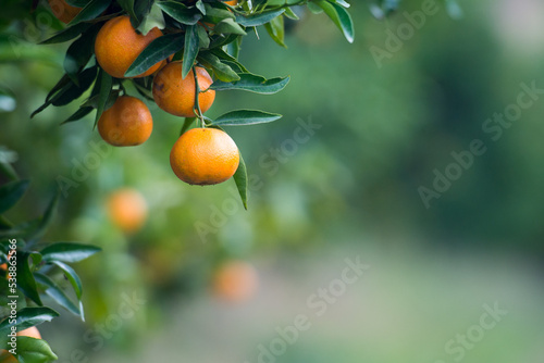 Jugosa naranja clementina madura en el árbol