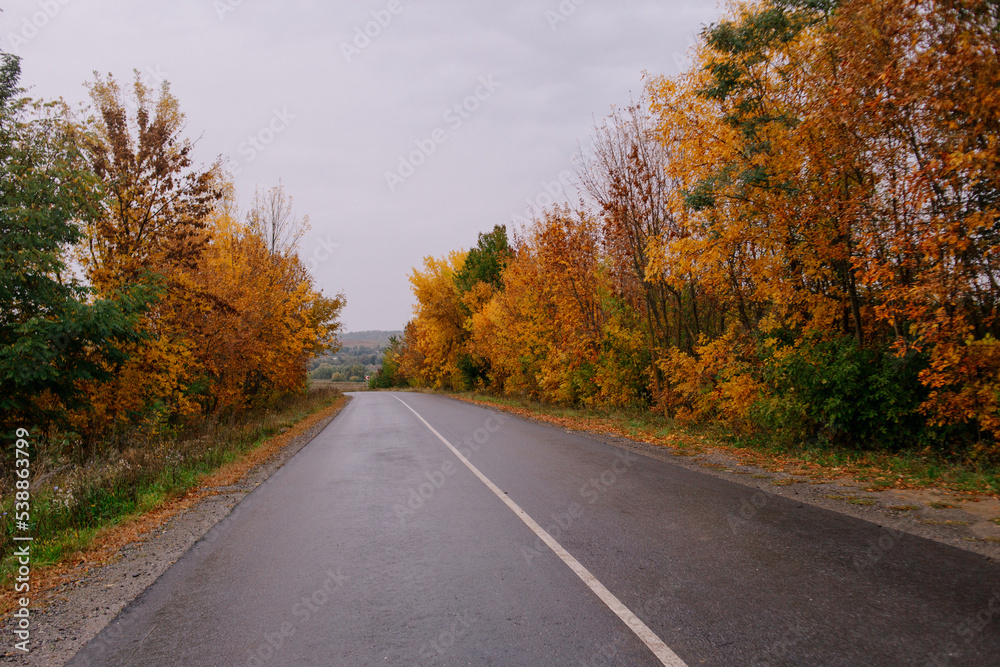 Fototapeta premium road in autumn forest