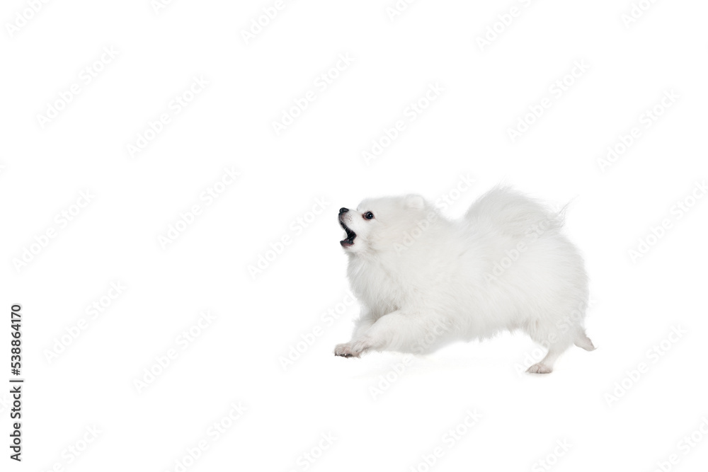 Obraz premium Small fluffy white pomeranian spitz barking isolated on white background. Concept of domestic animal. health care, vet, beauty and active lifestyle