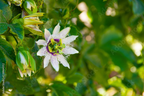 Close up passiflora. Passion Flower Passiflora caerulea leaf in tropical garden. Beautiful passion fruit flower. photo
