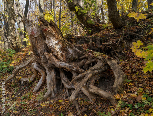 branched roots at the stump