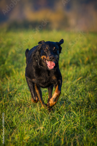 French Shepherd dog in action