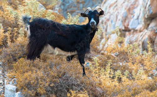 Black goat climbs rocks. Rhodes Island, Greece