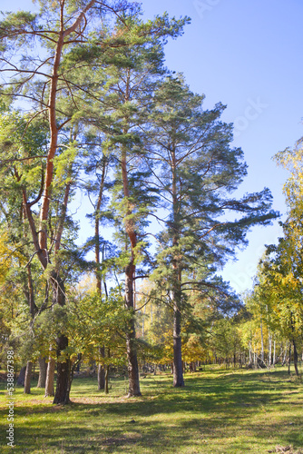 Autumn forest in sunny day in Nature Park "Beremitskoye" in Chernihiv region, Ukraine 