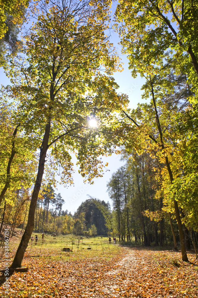Autumn forest in sunny day in Nature Park 