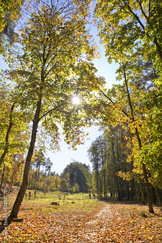 Autumn forest in sunny day in Nature Park  Beremitskoye  in Chernihiv region  Ukraine  