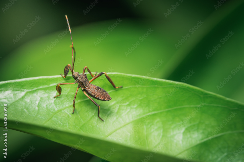 Acanthocephala terminalis or leaf footed bugs found in Malaysia Acanthocephala terminalis or leaf footed bugs found in Malaysia