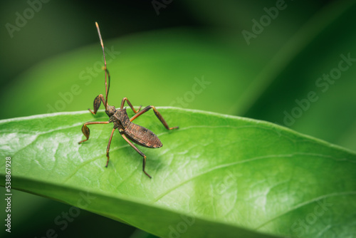 Acanthocephala terminalis or leaf footed bugs found in Malaysia © CSJ STUDIO