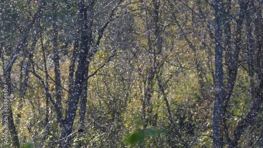 Lots of flying insects in the air. Invasion of insects, flock of locusts. White dots on a dark background. Lots of flying insects in the air. Invasion of insects, flock of locusts. White dots on a dark background.
