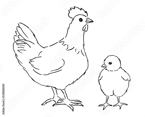 Vector Sketch Set of Poultry Birds. Chick and Hen. Chicken Illustrations.
