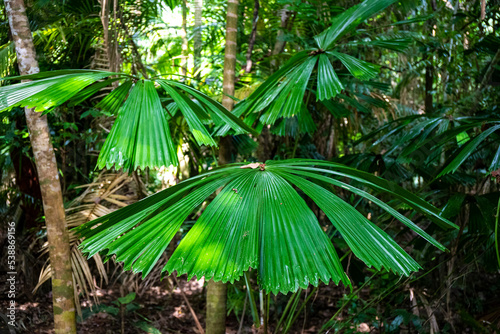 famous fan palms in the daintree rainforest, unique vegetation in the austral rainforest, jungle in queensland photo