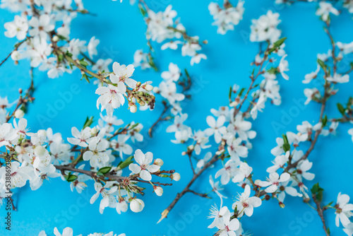 Blooming flowers on blue background. Flat lay, top view. Spring background.