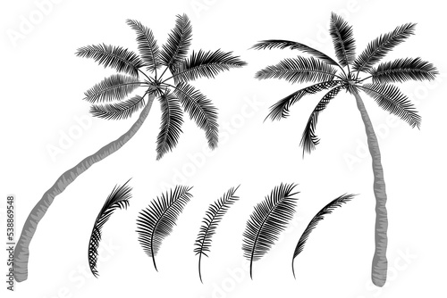 Tropical set with palm trees and palm leaves. Outline drawing  black color silhouette  hand drawn flat style. Coconut trees  design element. Vector illustration isolated on white background