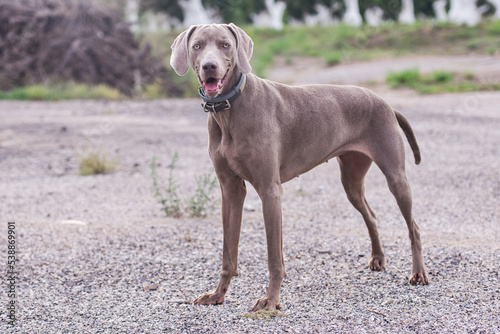 Joven perro de raza braco de weimar en posición de atención