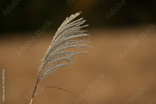 雨に濡れたススキの穂が風に吹かれた