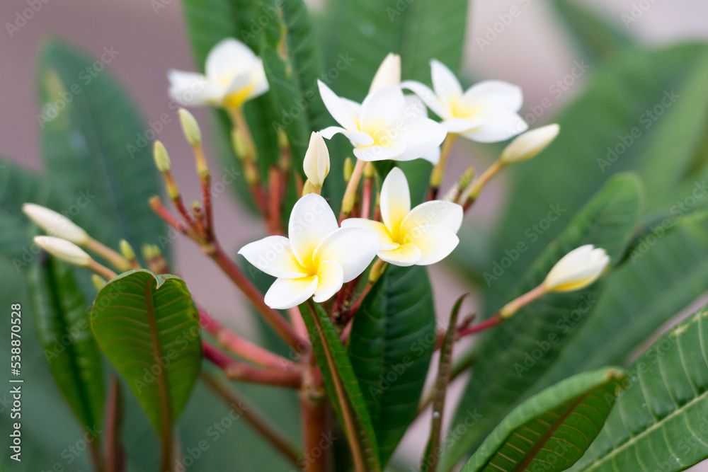 Fototapeta premium Florgipani o flor de bali de color blanco y amarillo
