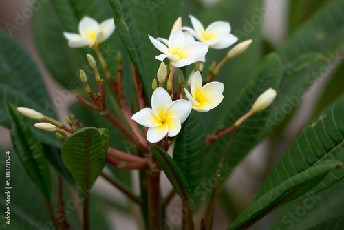 Florgipani o flor de bali de color blanco y amarillo