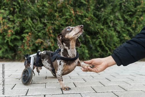 Dog in a wheelchair gives its owner a paw