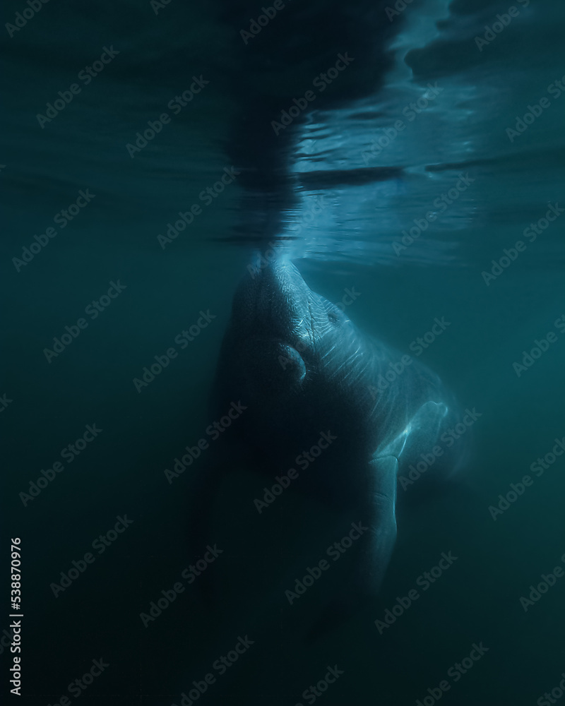 Naklejka premium Crystal River Manatee