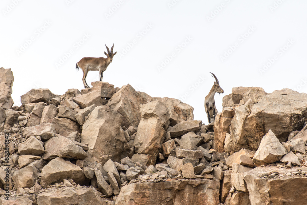 Silueta de dos cabras montesas en lo alto de un cortado rocoso - obrazy, fototapety, plakaty 