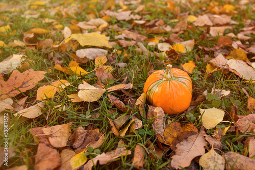 Pumpkin on the ground covered with dry leaves.