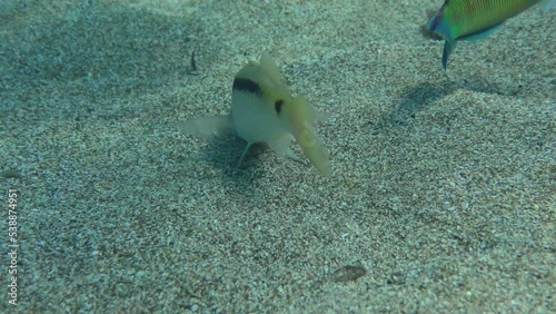 Goldstriped goatfish  (Parupeneus forsskali) breaks the ground, while Common two-banded seabream (Diplodus vulgaris) pick up food that the goatfish don't eat and show them promising spots. photo