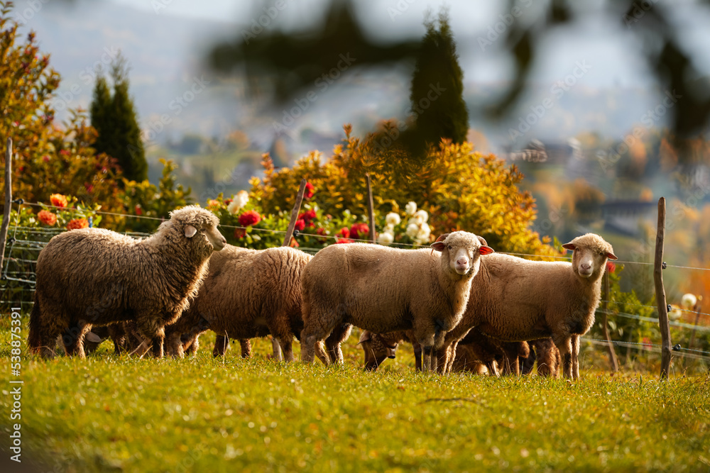 Fototapeta premium A lot of sheep standing and grazing in a meadow in the heart of the mountains. Scene captured on a traditional sheep farm. Farm animals.