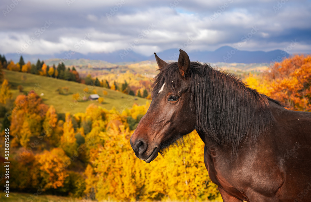 Fototapeta premium Horse in autumn landscape. Traditional scene with a brown horse grazing in a meadow. Farm animals detail view.