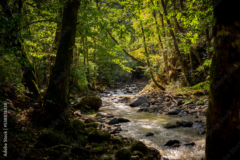 Forest scene with a stream. Deep in the dark forest, the river is illuminated. A lot of green leaves in the jungle in the nature of Georgia. Perfect hiking area