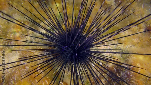 Marine life: Black longspine urchin or Long-spined urchin (Diadema setosum) on a rocky bottom overgrown with bright algae actively wiggles needles. photo