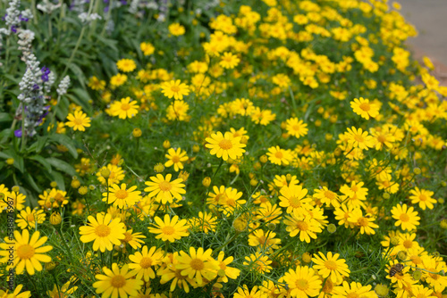 beautiful yellow flowers planted in the garden