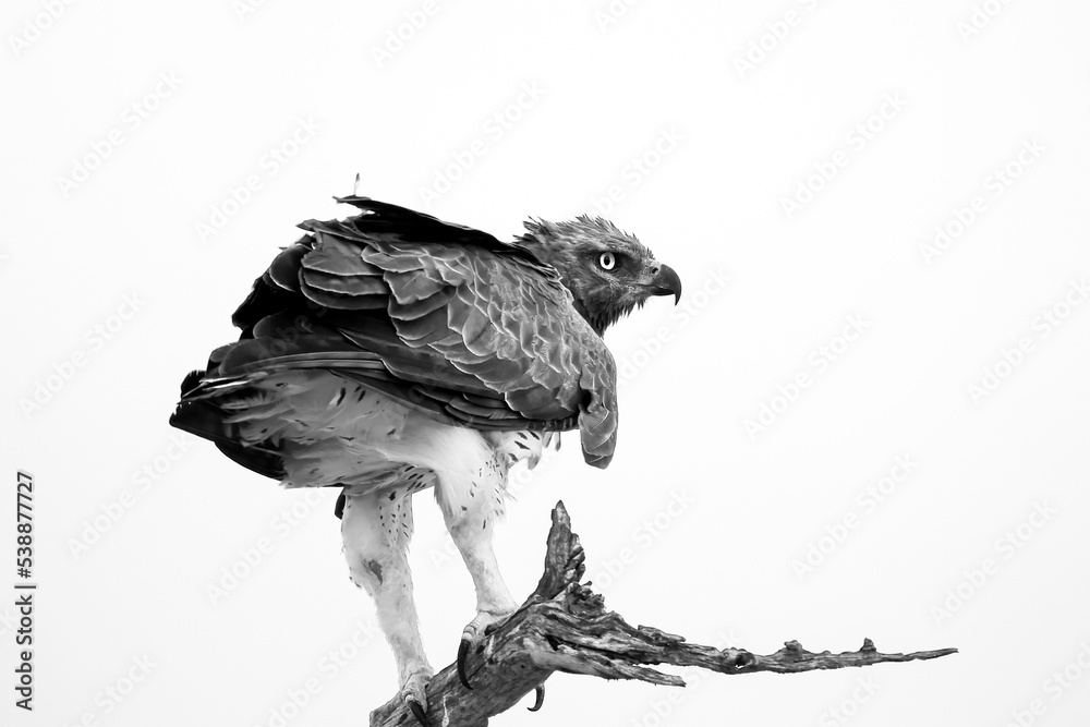 Fototapeta premium Marshal Eagle Black and White