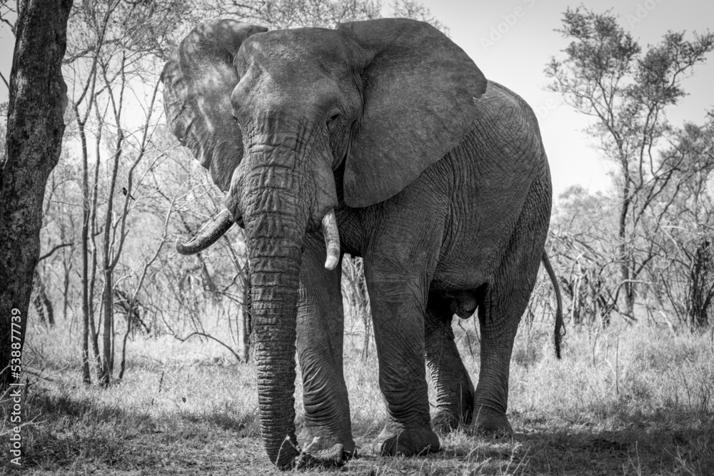 African Elephant Black and White