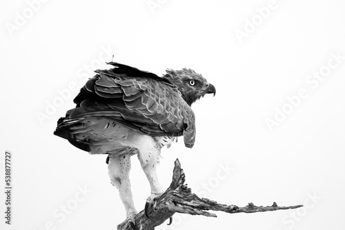 Marshal Eagle Black and White