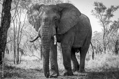 African Elephant Black and White
