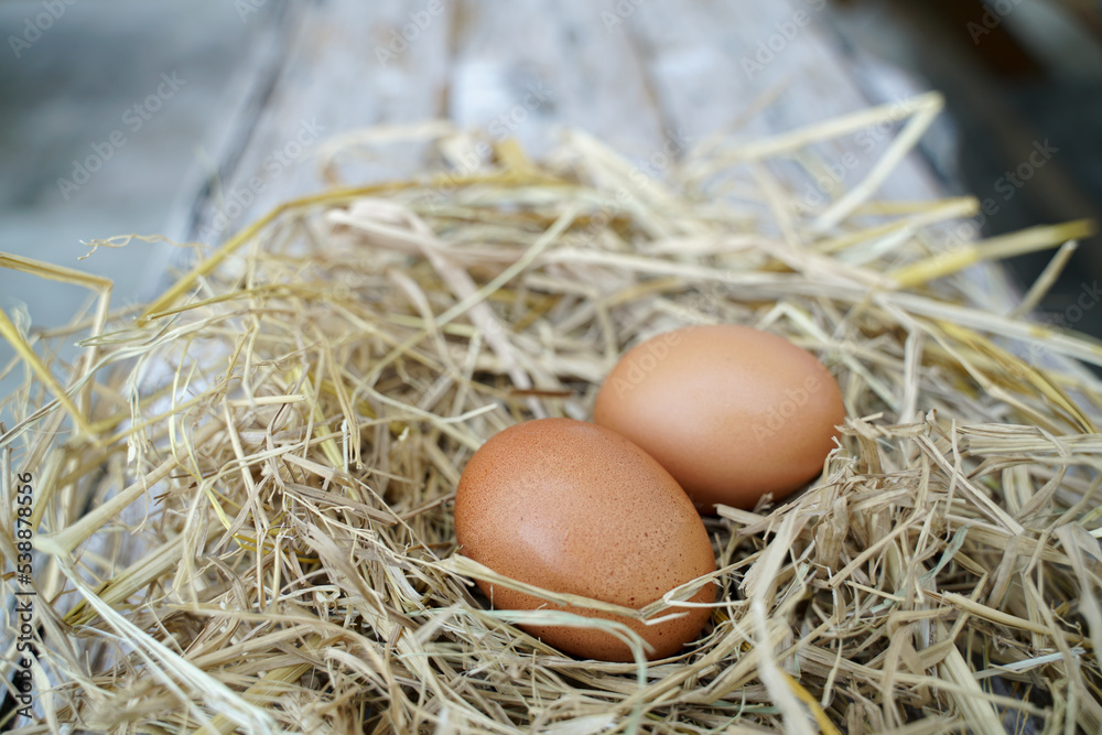 Fresh chicken eggs on dry straw and wooden table in rural village farm in Thailand.