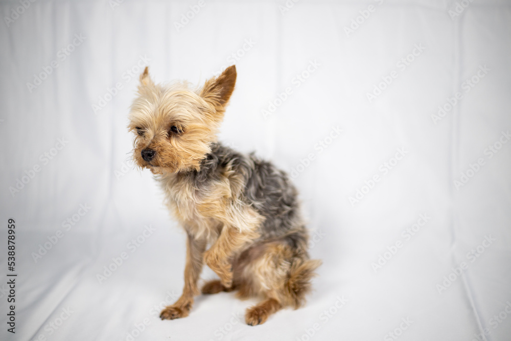 Little Yorkshire Terrier sitting in front of a white screen Little Yorkshire Terrier sitting in front of a white screen
