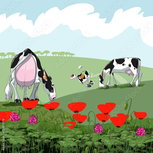 Vacas lecheras de la raza holstein o frisonas y ternerito felices en una gran pradera. Las vacas pastan y el ternerito salta sin parar. Primer plano de amapolas. Día soleado con escasas nubes. photo