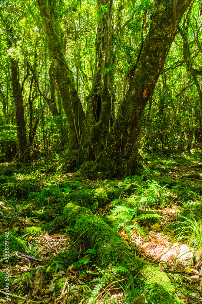 ニュージーランド　ウェリントンのワイヌイオマタのキャトル・リッジ・トラックの森林
