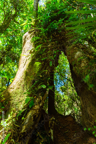 ニュージーランド　ウェリントンのワイヌイオマタのキャトル・リッジ・トラックの森林 © pespiero