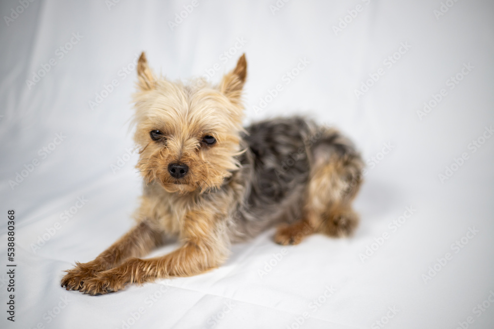 Little Yorkshire Terrier sitting in front of a white screen Little Yorkshire Terrier sitting in front of a white screen