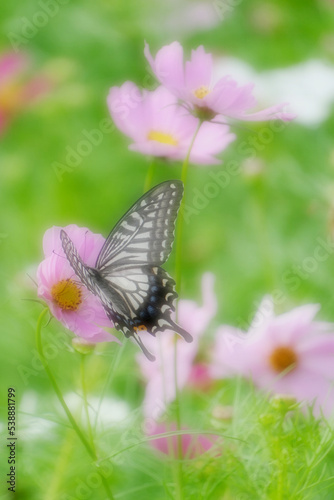 コスモスの花に止まるアゲハチョウ © Naozumi Saito