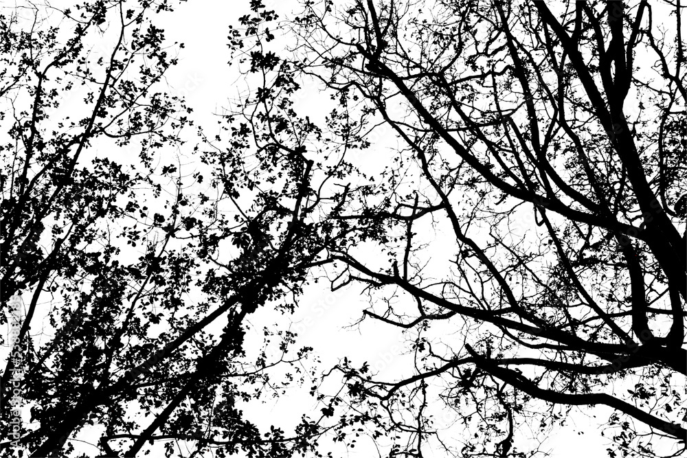 Obraz premium Silhouette tree branch isolated with white background and with clipping path.