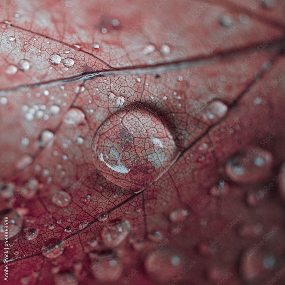 Fototapeta premium raindrops on the red maple leaf in rainy days in autumn season, red background