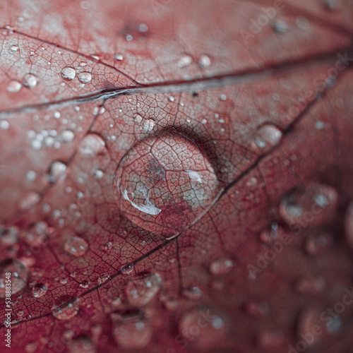 raindrops on the red maple leaf in rainy days in autumn season, red background